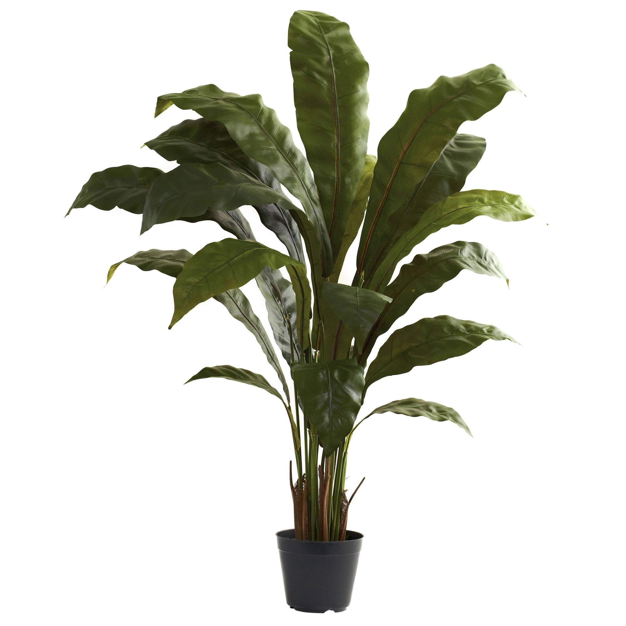 3.5ft. Potted Birds Nest Plant